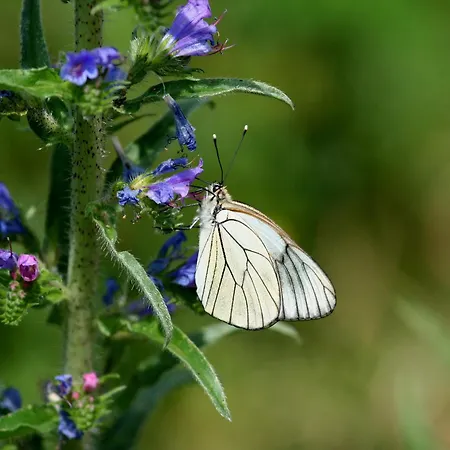 La Vieille Estalagem